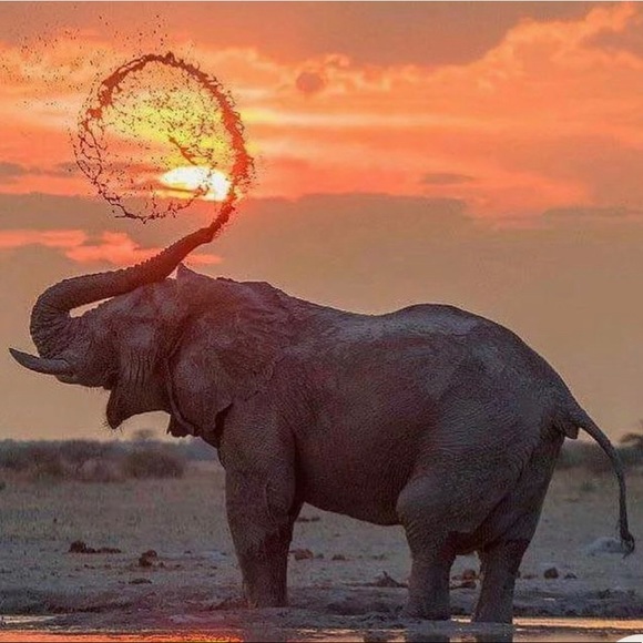 Meet your Posher, Monica - Picture 1 of 1